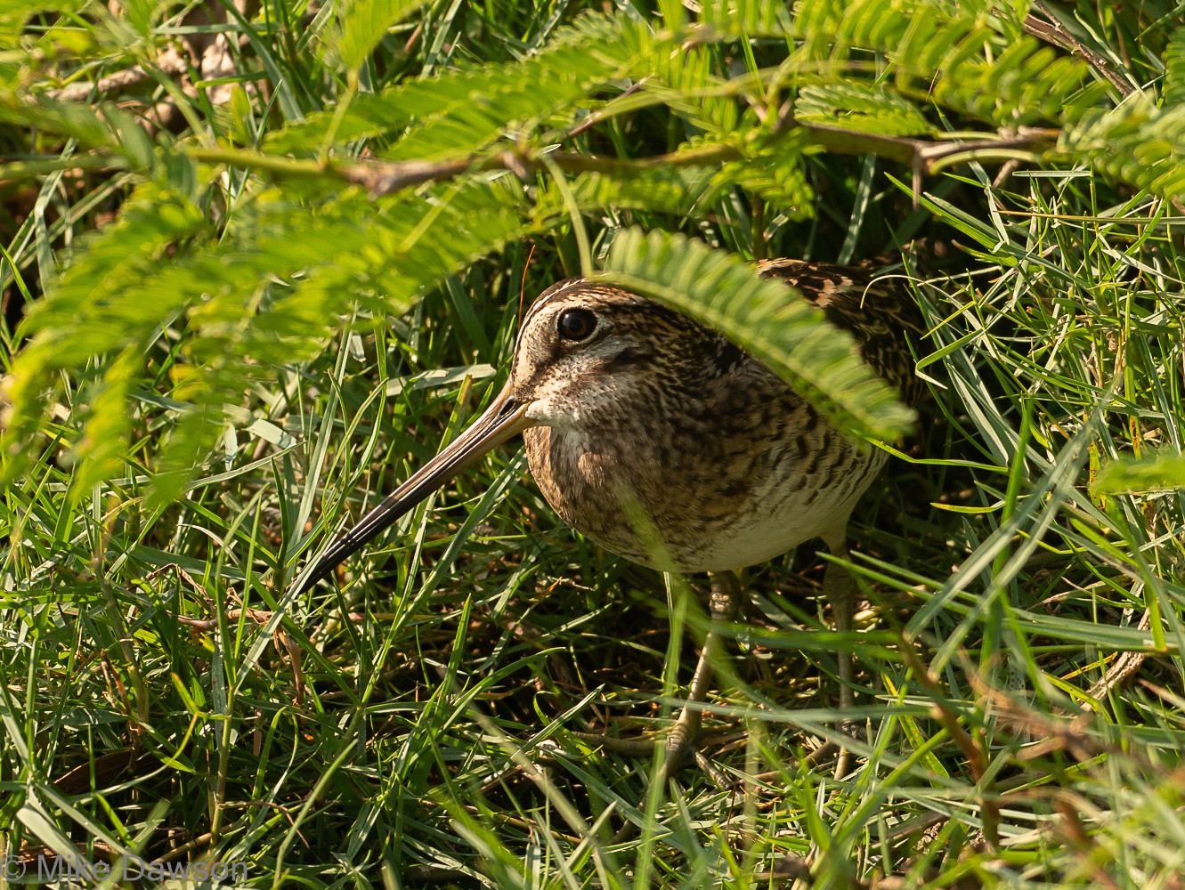 image Pin-tailed Snipe